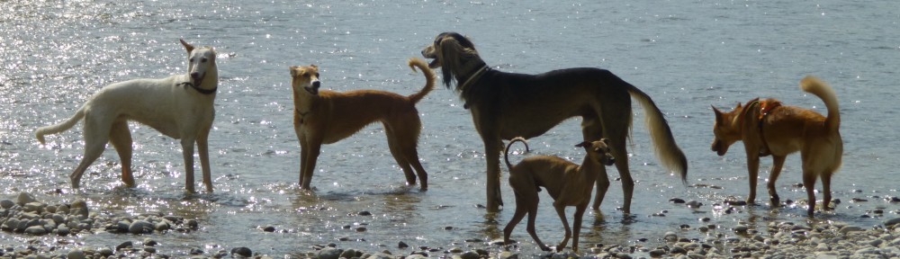 Cita – Sommerfest mediterraner Hunde